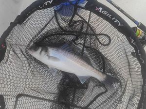 European Bass (Seabass)