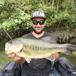 Largemouth Bass