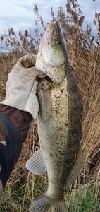 Zander