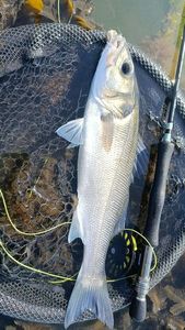 European Bass (Seabass)