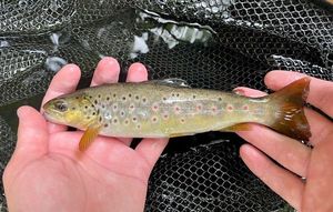 Brown Trout