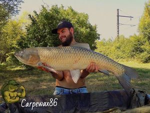 Grass Carp