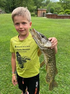 Northern Pike