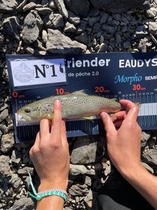 Brown Trout