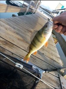 European Perch