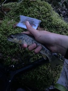 Brown Trout
