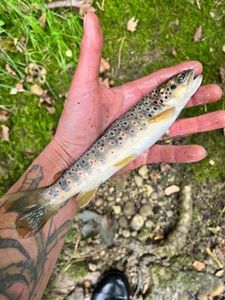 Brown Trout