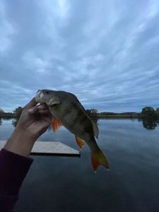 European Perch