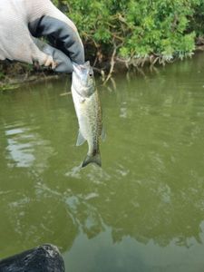 Largemouth Bass