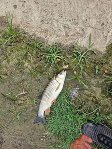 Flathead Grey Mullet