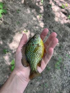 Green Sunfish
