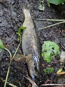 Brown Trout