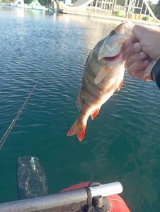 European Perch