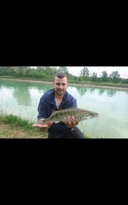Zander