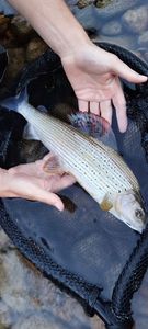 Grayling