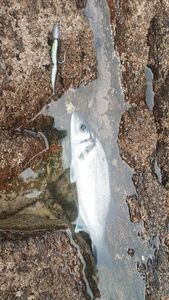 European Bass (Seabass)