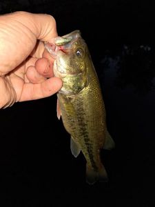 Largemouth Bass