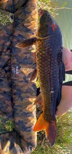 Koï Fish