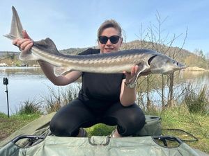 Sturgeon
