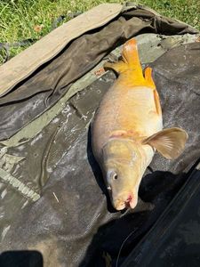 Mirror Carp