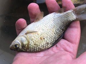 Crucian Carp