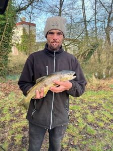 Brown Trout