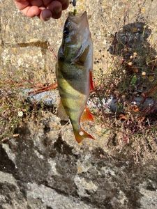 European Perch