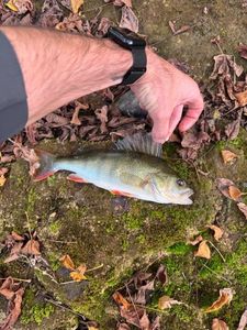 European Perch
