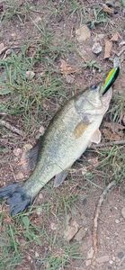 Largemouth Bass