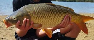 Common Carp