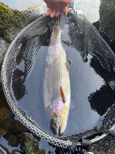 Rainbow Trout