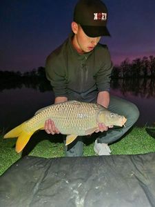 Common Carp