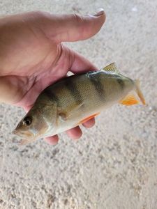 European Perch