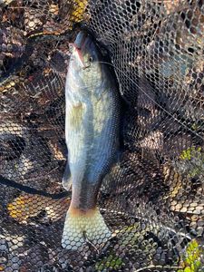 Largemouth Bass
