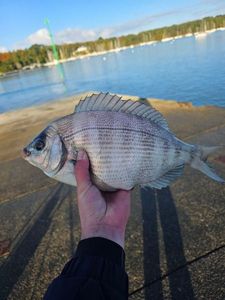 Black Seabream
