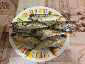 Atlantic Horse Mackerel