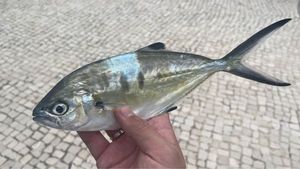 Pompano