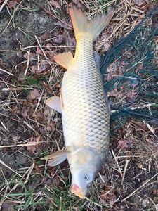 Common Carp