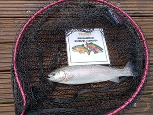 Rainbow Trout