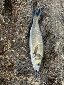 European Bass (Seabass)