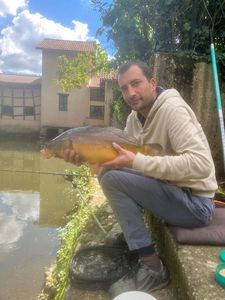 Mirror Carp