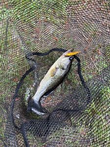 Largemouth Bass