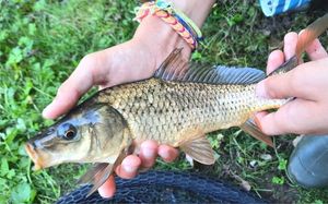 Common Carp