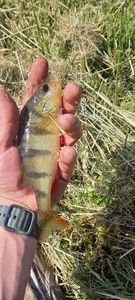 European Perch