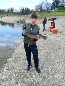 Rainbow Trout
