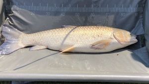 Grass Carp