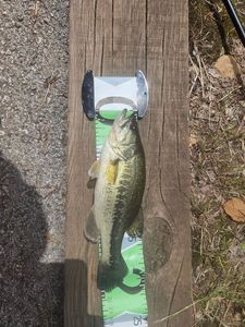 Largemouth Bass