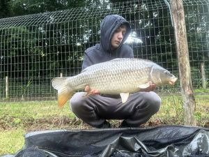 Common Carp