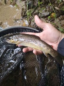 Brown Trout