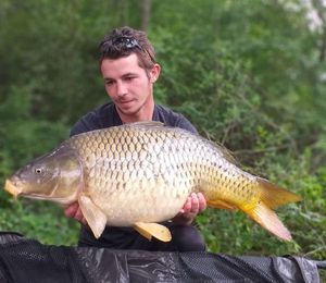 Common Carp